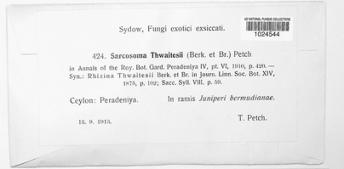 Sarcosoma thwaitesii image